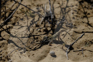 FEATURE - New Mexico: Ah-Shi-Sle-Pah Wilderness Study Area bei Bloomfield