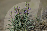 FEATURE - New Mexico: Ah-Shi-Sle-Pah Wilderness Study Area bei Bloomfield