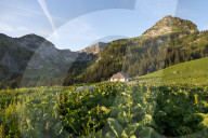 FEATURE - Schweiz: Der Col de Jaman