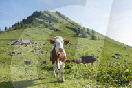 FEATURE - Schweiz: Der Col de Jaman