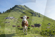 FEATURE - Schweiz: Der Col de Jaman