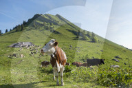 FEATURE - Schweiz: Der Col de Jaman