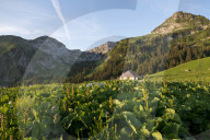 FEATURE - Schweiz: Der Col de Jaman