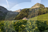 FEATURE - Schweiz: Der Col de Jaman