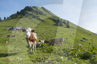 FEATURE - Schweiz: Der Col de Jaman