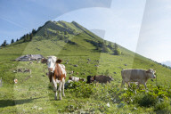 FEATURE - Schweiz: Der Col de Jaman