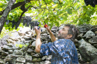 FEATURE - Schweiz: Weinlese im Bleniotal im Tessin Winzer Marco Tavecchio