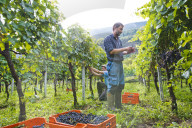 FEATURE - Schweiz: Weinlese im Bleniotal im Tessin Winzer Marco Tavecchio