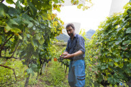 FEATURE - Schweiz: Weinlese im Bleniotal im Tessin Winzer Marco Tavecchio