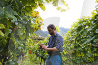 FEATURE - Schweiz: Weinlese im Bleniotal im Tessin Winzer Marco Tavecchio