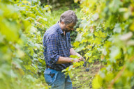 FEATURE - Schweiz: Weinlese im Bleniotal im Tessin Winzer Marco Tavecchio