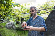 FEATURE - Schweiz: Weinlese im Bleniotal im Tessin Winzer Marco Tavecchio