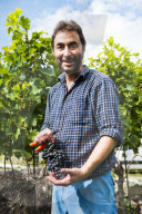 FEATURE - Schweiz: Weinlese im Bleniotal im Tessin Winzer Marco Tavecchio