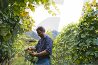 FEATURE - Schweiz: Weinlese im Bleniotal im Tessin Winzer Marco Tavecchio