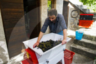 FEATURE - Schweiz: Weinlese im Bleniotal im Tessin Winzer Marco Tavecchio