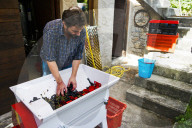 FEATURE - Schweiz: Weinlese im Bleniotal im Tessin Winzer Marco Tavecchio