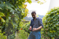 FEATURE - Schweiz: Weinlese im Bleniotal im Tessin Winzer Marco Tavecchio