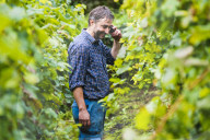 FEATURE - Schweiz: Weinlese im Bleniotal im Tessin Winzer Marco Tavecchio