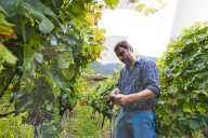 FEATURE - Schweiz: Weinlese im Bleniotal im Tessin Winzer Marco Tavecchio