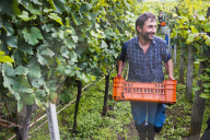 FEATURE - Schweiz: Weinlese im Bleniotal im Tessin Winzer Marco Tavecchio