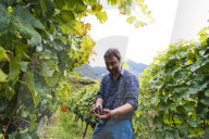 FEATURE - Schweiz: Weinlese im Bleniotal im Tessin Winzer Marco Tavecchio