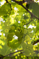 FEATURE - Schweiz: Weinlese im Bleniotal im Tessin 