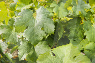 FEATURE - Schweiz: Weinlese im Bleniotal im Tessin 