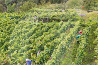 FEATURE - Schweiz: Weinlese im Bleniotal im Tessin 