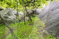 FEATURE - Schweiz: Weinlese im Bleniotal im Tessin 