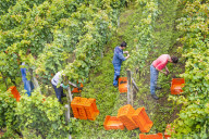 FEATURE - Schweiz: Weinlese im Bleniotal im Tessin 