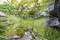 FEATURE - Schweiz: Weinlese im Bleniotal im Tessin 