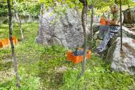 FEATURE - Schweiz: Weinlese im Bleniotal im Tessin 