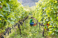 FEATURE - Schweiz: Weinlese im Bleniotal im Tessin 