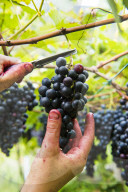 FEATURE - Schweiz: Weinlese im Bleniotal im Tessin 