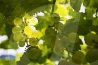 FEATURE - Schweiz: Weinlese im Bleniotal im Tessin 