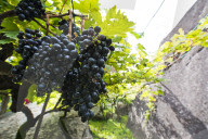 FEATURE - Schweiz: Weinlese im Bleniotal im Tessin 