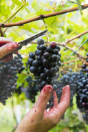 FEATURE - Schweiz: Weinlese im Bleniotal im Tessin 