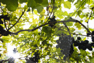 FEATURE - Schweiz: Weinlese im Bleniotal im Tessin 