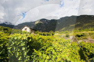 FEATURE - Schweiz: Weinlese im Bleniotal im Tessin 