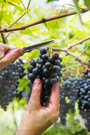 FEATURE - Schweiz: Weinlese im Bleniotal im Tessin 