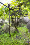 FEATURE - Schweiz: Weinlese im Bleniotal im Tessin 