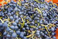 FEATURE - Schweiz: Weinlese im Bleniotal im Tessin 