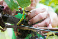 FEATURE - Schweiz: Weinlese im Bleniotal im Tessin 