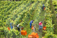 FEATURE - Schweiz: Weinlese im Bleniotal im Tessin 