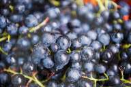 FEATURE - Schweiz: Weinlese im Bleniotal im Tessin 