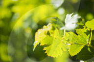 FEATURE - Schweiz: Weinlese im Bleniotal im Tessin 