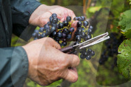 FEATURE - Schweiz: Weinlese im Bleniotal im Tessin 
