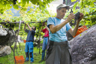 FEATURE - Schweiz: Weinlese im Bleniotal im Tessin 