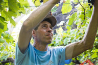 FEATURE - Schweiz: Weinlese im Bleniotal im Tessin 