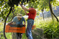 FEATURE - Schweiz: Weinlese im Bleniotal im Tessin 